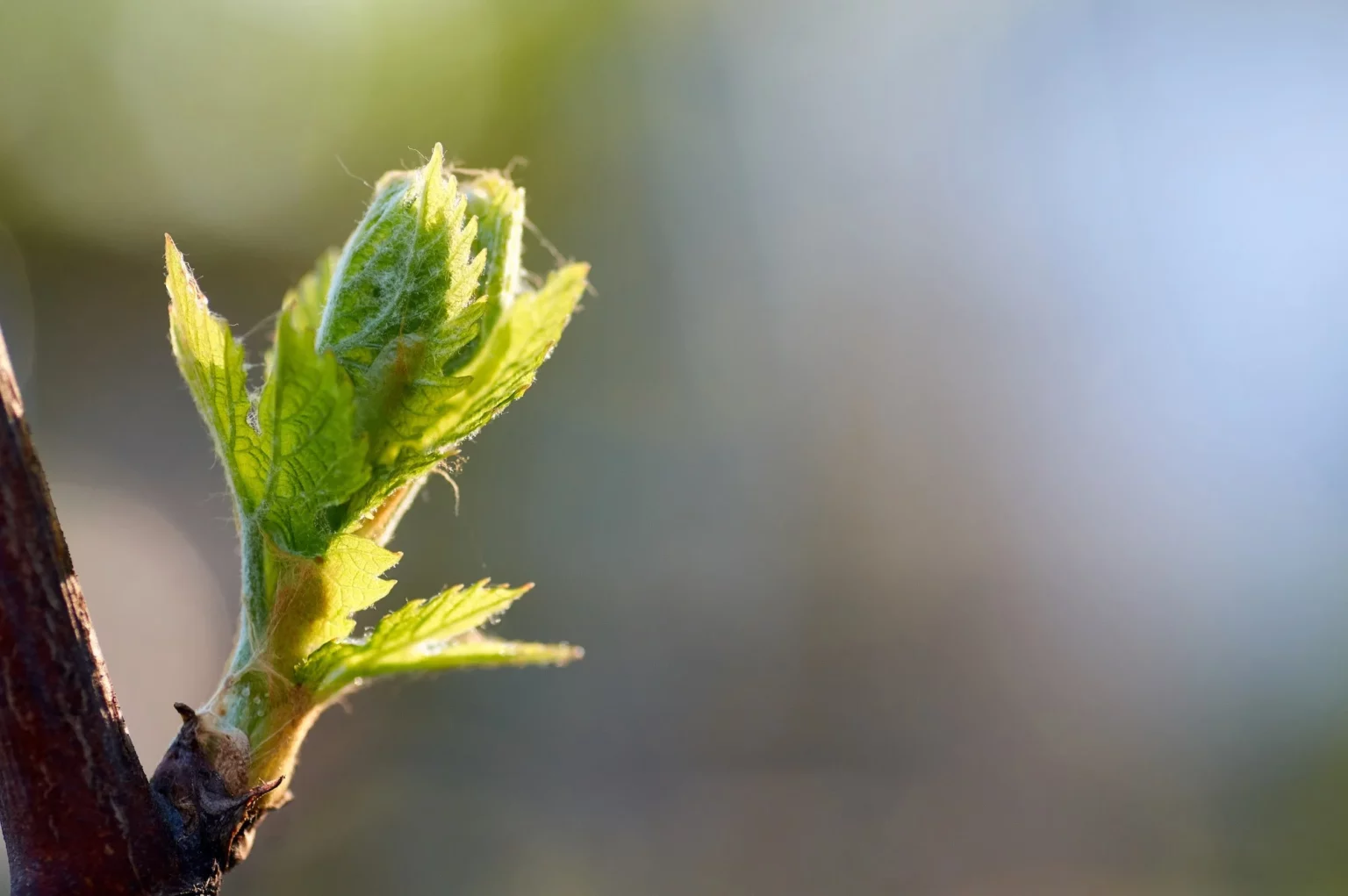 La Vigne et la Vie